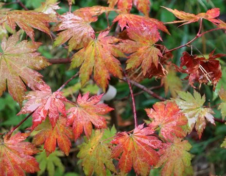 Acer pseudosieboldianum
